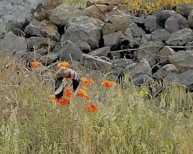 hoopoe visiting nest site